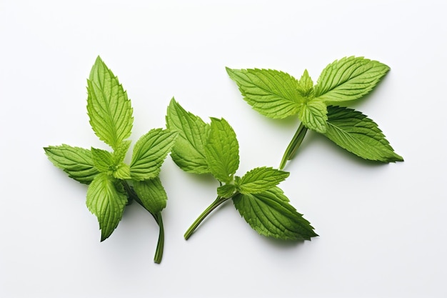 High angle view of mint leaves on white background