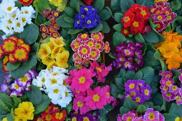 Photo high angle view of multi colored flowers blooming outdoors