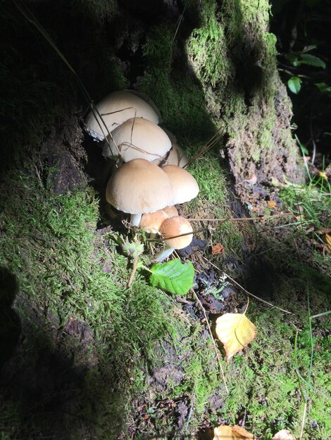 Photo high angle view of mushrooms growing on tree in forest