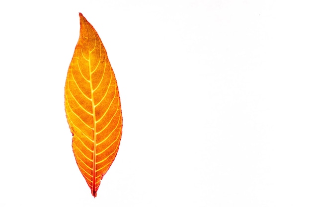 High angle view of orange leaf on white background