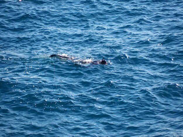 High angle view of person swimming in sea