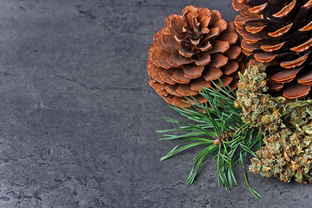 Photo high angle view of pine cone on road