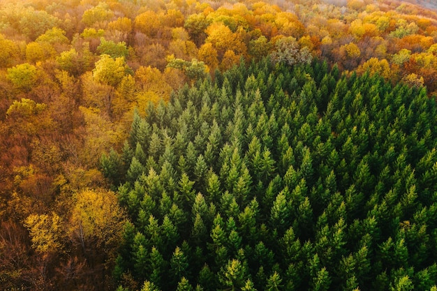 High angle view of pine trees in forest during autumn