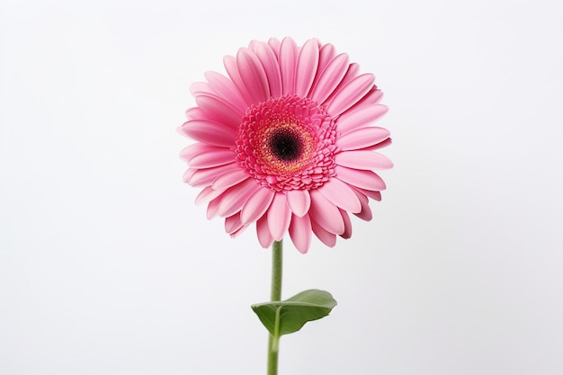 High angle view of pink flower against blue background