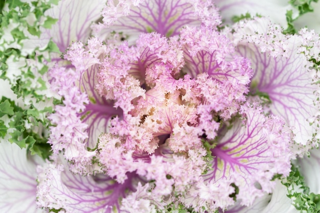 High angle view of pink flowering plant