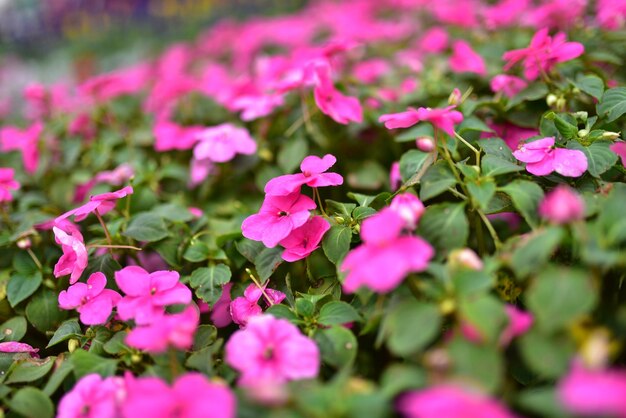 Photo high angle view of pink impatiens blooming outdoors