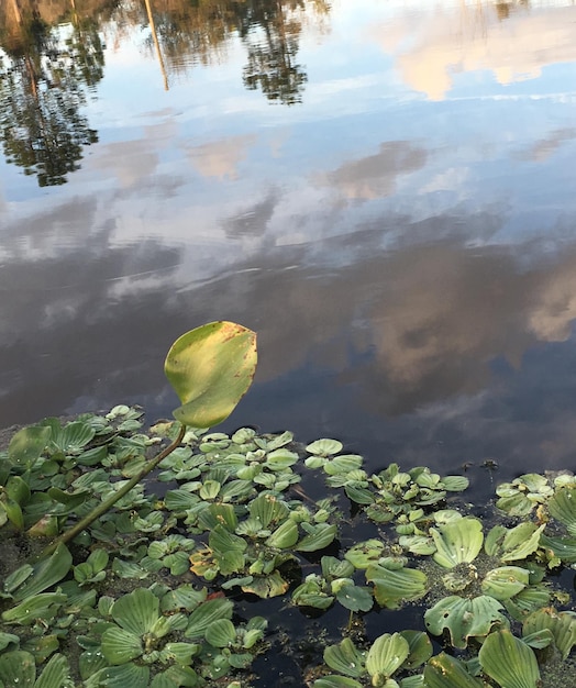 High angle view of plant growing on lake