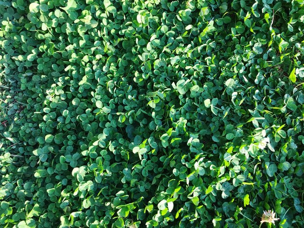 High angle view of plants growing on field