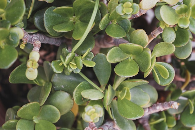 Photo high angle view of plants growing on plant