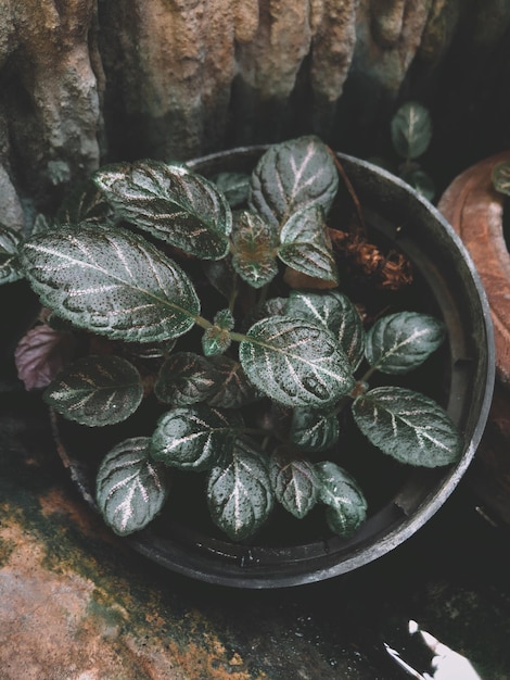 Photo high angle view of potted plant