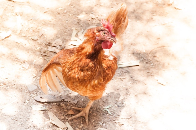 Photo high angle view of rooster