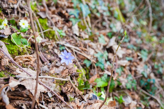 High angle view of small purple flower on field