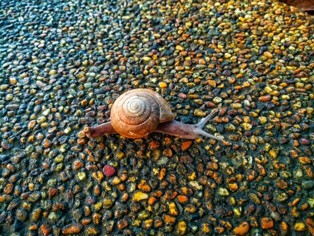 Photo high angle view of snail on ground