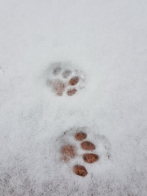 High angle view of snow on leaf during winter