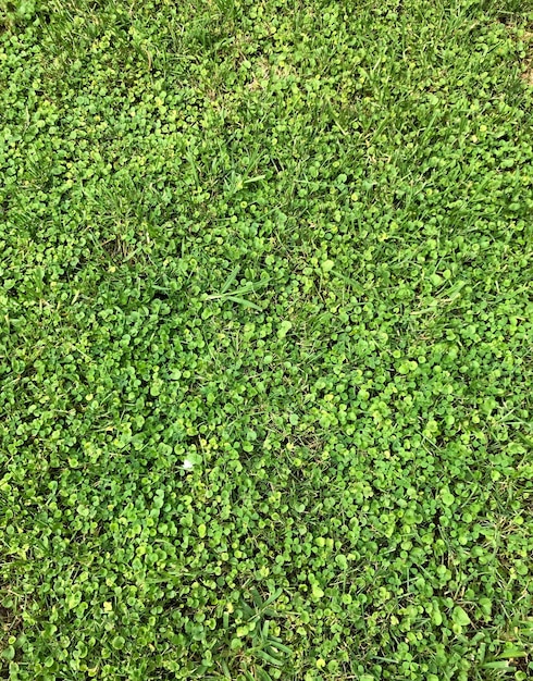 High angle view of soccer field