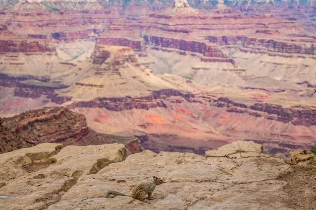 Photo high angle view of squirrel on cliff at grand canyon