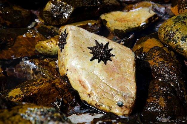 High angle view of starfish on rock