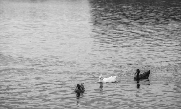 Photo high angle view of swans swimming in lake