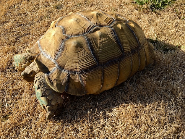 High angle view of tortoise on field