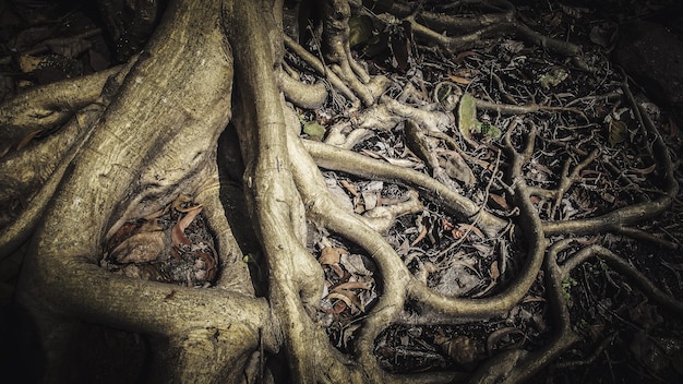 Photo high angle view of tree roots