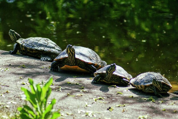 Photo high angle view of a turtle in the lake