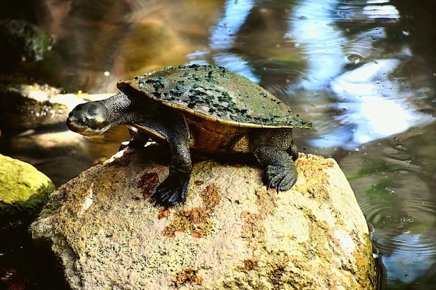 High angle view of turtle on rock in lake