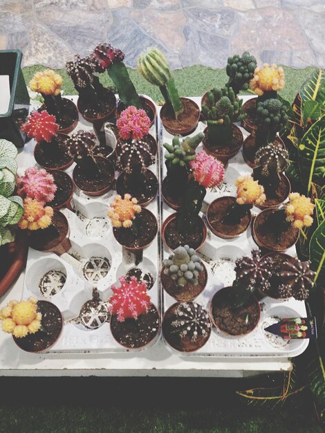 Photo high angle view of various cactus plants in nursery