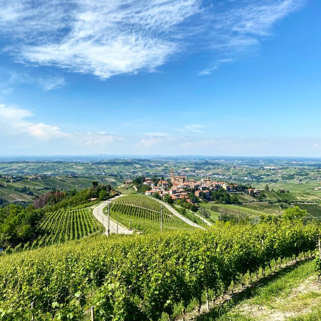 Photo high angle view of vineyards by the hills against sky