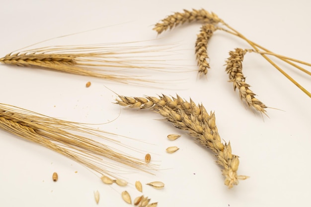 High angle view of wheat on white background