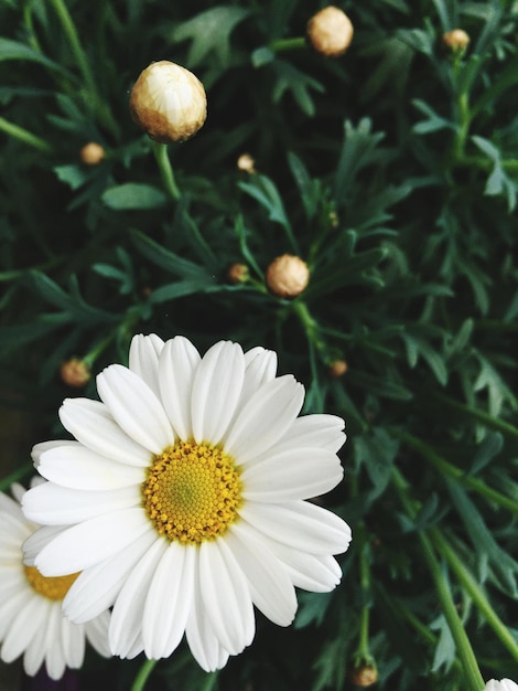 Photo high angle view of white daisy flowers blooming in park