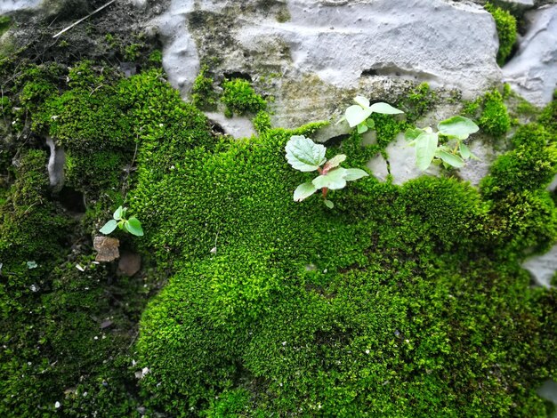 Photo high angle view of white flowering plants on land