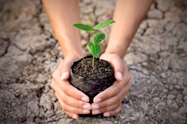 High angle view of woman hand holding plant