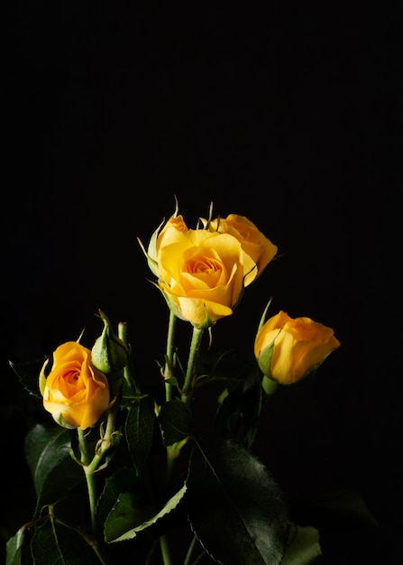 High angle yellow roses