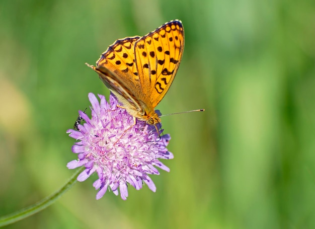 High Brown Fritillary Argynnis adippe a summer flower Moscow region Russia