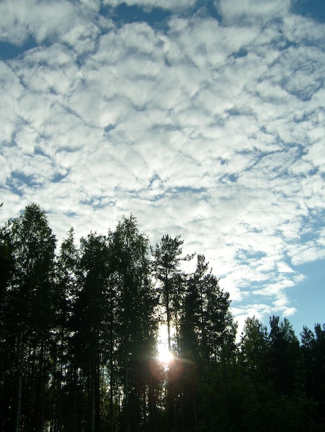 High cumulus and Cirrocumulus clouds Sunset Picturesque landscape of forest sky and clouds Karelia Russia The sun breaks through the crowns of trees