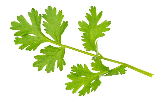 High definition of fresh green coriander leaf isolated on white background with clipping path group of vegetable leaf salad leaf