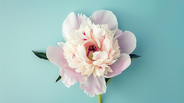 High Detailed Portrait of Peony Flower