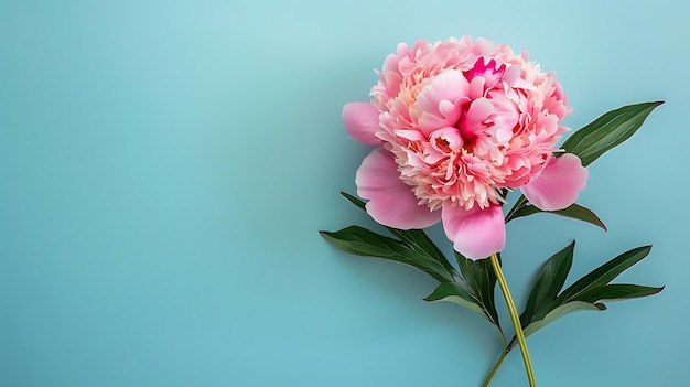 High Detailed Portrait of Peony Flower