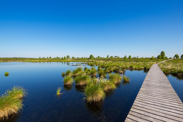 High Fens Hautes Fagnes at spring time at the eifel national park