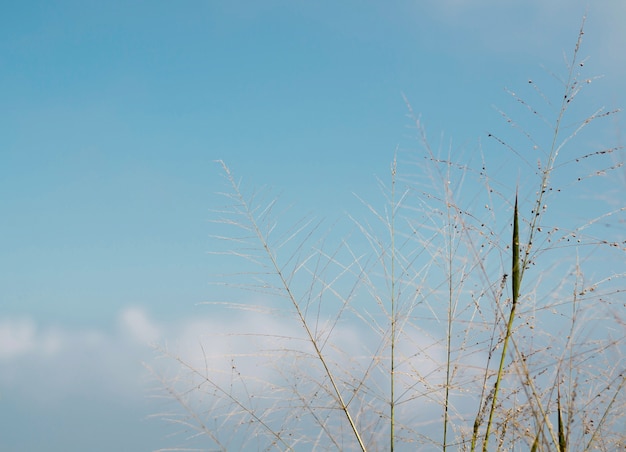 The high grass on blue sky background