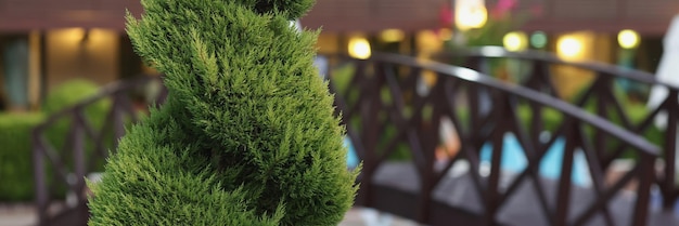 High green tree shape placed at entrance to cafe or restaurant building