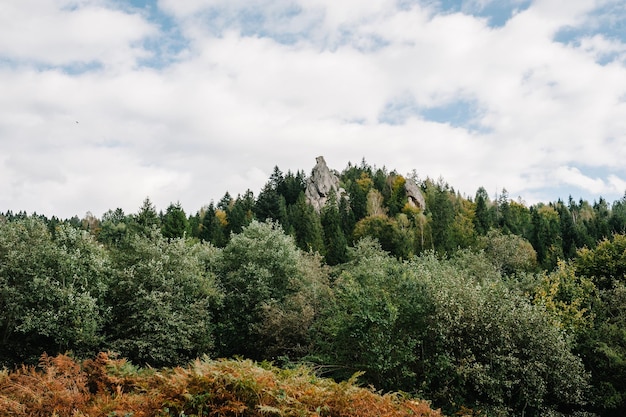 High mountain Summer landscape Meadow with huge stones among the trees on top of the hillside near the peak of the mountain range