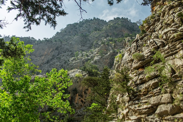 High mountains and green pine forest in the afternoon in summer