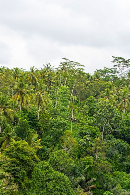 High palm trees growing in the rainforest, light blue sky above green plants stock photo