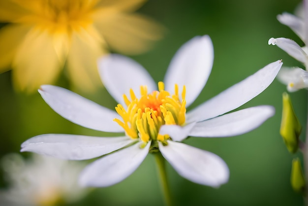 High quality photography of Flower detailed bokeh