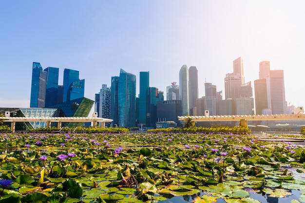 High-rise buildings and lotus pond.