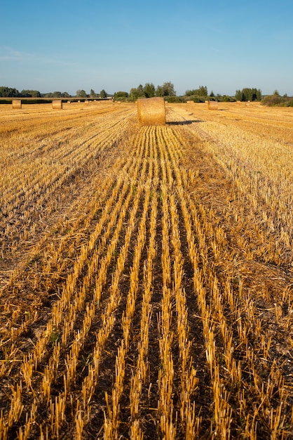 High stubble after harvesting on the farm field