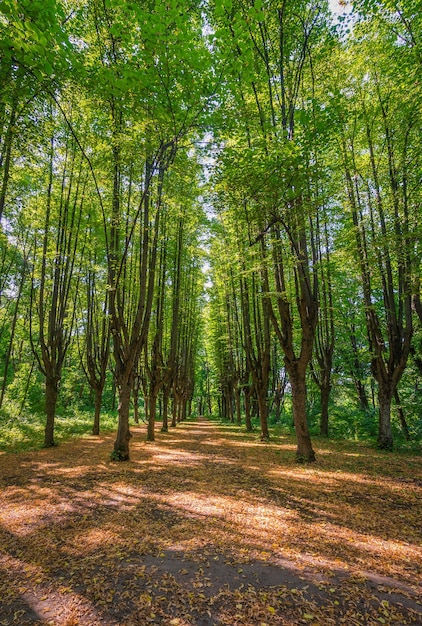 High trees in a row making alley in forest