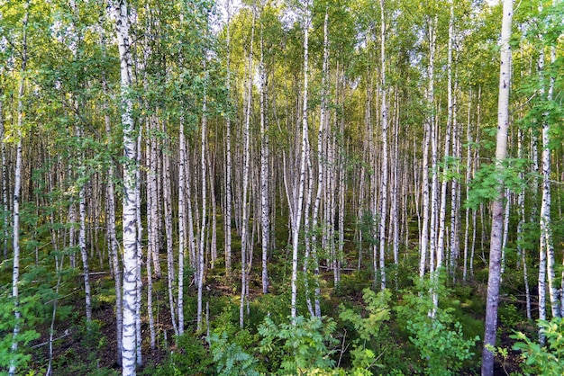 High trunks of birch trees Birch grove Leningrad region