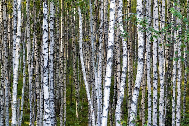 High trunks of birch trees Birch grove Leningrad region